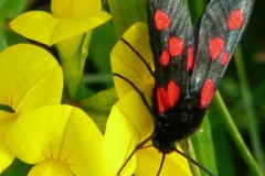 Sumpfhornklee-Widderchen, Foto: Wolfgang Linder, Lizenz: NaturSchutzFonds Brandenburg