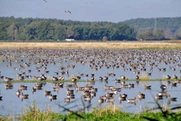 Im Frühjahr und Herbst ist die Nuthe-Nieplitz-Niederung bei Zugvögeln besonders beliebt © Foto: Landschafts-Förderverein Nuthe-Nieplitz-Niederung e.V. / Peter Koch
