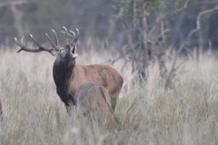 Rothirsch bei der Brunft, Foto: Peter Koch, Lizenz: Landschafts-Förderverein Nuthe-Nieplitz-Niederung e.V.