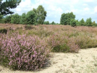 RangerTour zur Heideblüte