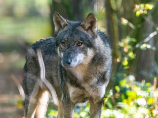 Wildnis-Tour: Auf den Spuren der Wölfe