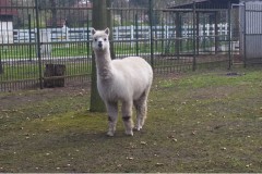 Alpaka im Heimattierpark Luckenwalde, Foto: Tierpark Luckenwalde