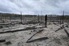 Brandfläche in Jüterbog, Foto: Ronja Grothe, Lizenz: Landschafts-Förderverein Nuthe-Nieplitz-Niederung e.V.