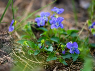 Der Sommer im Wildnisgebiet Jüterbog