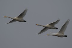 Singschwan, Foto: Wolfgang Suckow, Lizenz: Landschafts-Förderverein Nuthe-Nieplitz-Niederung e.V.