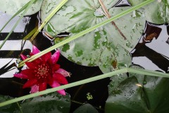 Seerose im Naturbadeteich, Foto: Gabriele Sußdorf