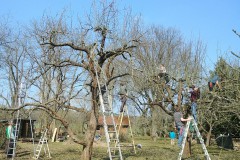 Obstbaumschnitt, Foto: Peter Koch, Lizenz: Landschafts-Förderverein Nuthe-Nieplitz-Niederung e.V.