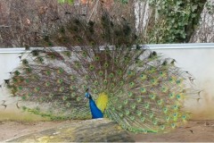 Pfau im Heimattierpark Luckenwalde, Foto: Tierpark Luckenwalde, Lizenz: Tierpark Luckenwalde