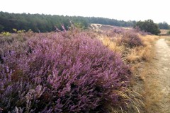 Heideblüte, Foto: Corinna Zick, Lizenz: NaturSchutzFonds Brandenburg