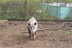 Wildschwein im Heimattierpark Luckenwalde, Foto: Tierpark Luckenwalde, Lizenz: Tierpark Luckenwalde