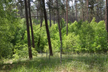 Kiefernwald mit der gewünschten Zwischenschicht aus Laubbäumen und -sträuchern. © Peter Koch