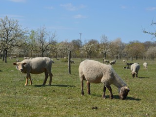 Ferienprogramm: Vom Schaf zur Wolle - wir filzen