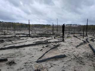 Kino und Filmgespräch: Waldbrand - der Film