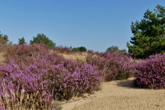 Wurzelberg Heide, Foto: Elisa Kallenbach, Lizenz: Elisa Kallenbach