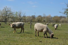 Schafe, Foto: Peter Koch, Lizenz: Landschafts-Förderverein Nuthe-Nieplitz-Niederung e.V.