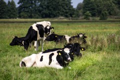 Kühe auf der Weide, Foto: Biohof Rabe