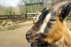 Streichelzoo im Heimattierpark Luckenwalde, Foto: Tierpark Luckenwalde, Lizenz: Tierpark Luckenwalde