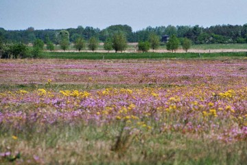 Blüte in den Ungeheuerwiesen © Landschafts-Förderverein Nuthe-Nieplitz-Niederung e.V./Peter Koch