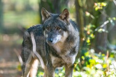 Wolf, Foto: i.a. Dr. Tilo Geisler/Stiftung Naturlandschaften Brandenburg, Lizenz: i.a. Dr. Tilo Geisler/Stiftung Naturlandschaften Brandenburg