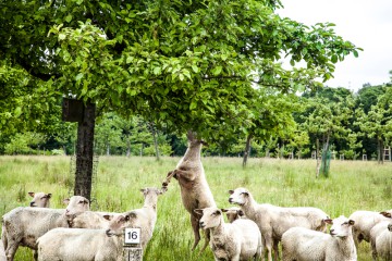 Schafe auf der Streuobstwiese © team red/Anke Großklaß