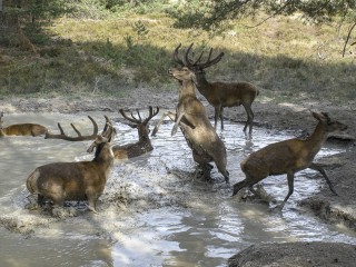 Ökofilmtour:  Die geheime Welt der Tiere - Zwischen Wasser und Wald