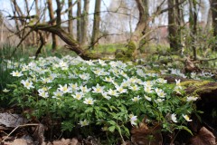 Buschwindröschen, Foto: I. Höhne, Lizenz: NaturSchutzFonds Brandenburg