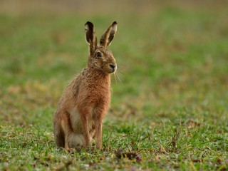 Rangertour: Osterwanderung für Familien