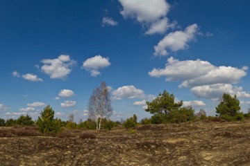 Heide im Naturschutzgebiet Forst Zinna-Jüterbog-Keilberg © Stiftung Naturlandschaften Brandenburg
