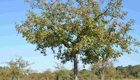 Obstbaumwart - Neuer Lehrgang ab November