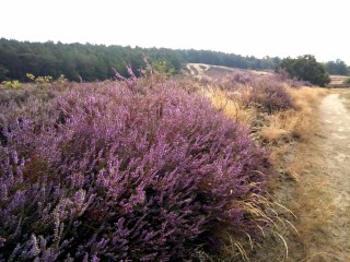 RangerTour: Heideblüten-Wanderung am Saarmunder Berg