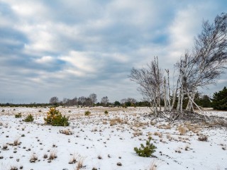 Der Winter im Wildnisgebiet Jüterbog