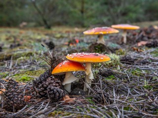 Wildnis-Tour: Mit dem Förster im herbstlichen Wildnisgebiet unterwegs