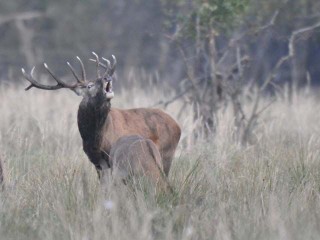 Die Hirsche röhren hören - Führung zur Hirschbrunft