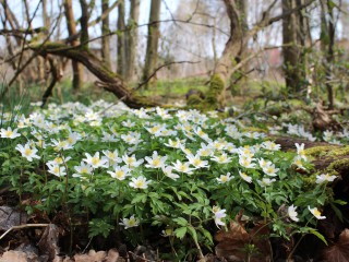 RangerTour: Hoffnungsschimmer am Waldboden