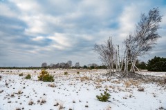 Winter Wildnisgebiet Jüterbog, Foto: (i.A SNLB) Dr. Tilo Geisel, Lizenz: (i.A. SNLB) Dr. Tilo Geisel