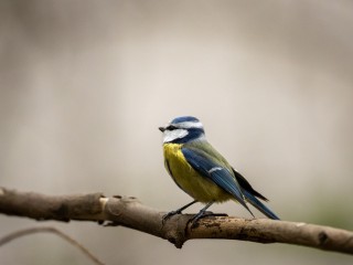 Die geheime Sprache der Vögel und warum sie uns glücklich machen mit Paul Wernicke