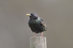 Star Vogel, Foto: Peter Koch, Lizenz: Landschafts-Förderverein Nuthe-Nieplitz-Niederung e.V.