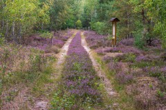 Heide, Foto: i.a. Dr. Tilo Geisler/Stiftung Naturlandschaften Brandenburg, Lizenz: i.a. Dr. Tilo Geisler/Stiftung Naturlandschaften Brandenburg