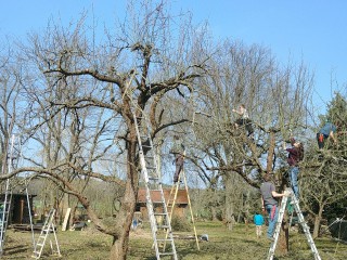 Einführung in den naturgemäßen Obstbaumschnitt - Jungbaumschnitt/ Erziehungsschnitt