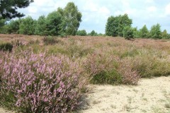 Heideblüte, Foto: I. Höhne, Lizenz: NaturSchutzFonds Brandenburg